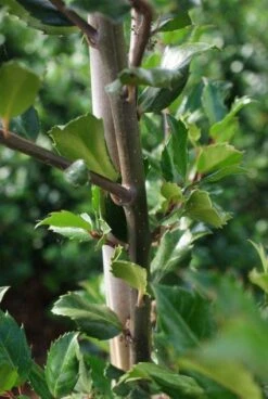 Blauwe Hulst (Ilex Meserveae 'Blue Prince') 17 Blauwe Hulst (Ilex Meserveae 'Blue Prince') -Groene Pracht 20130121125422 10