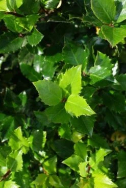 Blauwe Hulst (Ilex Meserveae 'Blue Prince') 16 Blauwe Hulst (Ilex Meserveae 'Blue Prince') -Groene Pracht 20130121125453 10 1