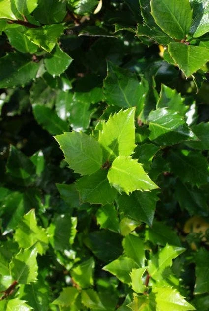 Blauwe Hulst (Ilex Meserveae 'Blue Prince') 8 Blauwe Hulst (Ilex Meserveae 'Blue Prince') - Afbeelding 6