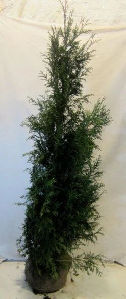Levensboom (Thuja Plicata 'Martin') -Groene Pracht 20130122151951 8 1