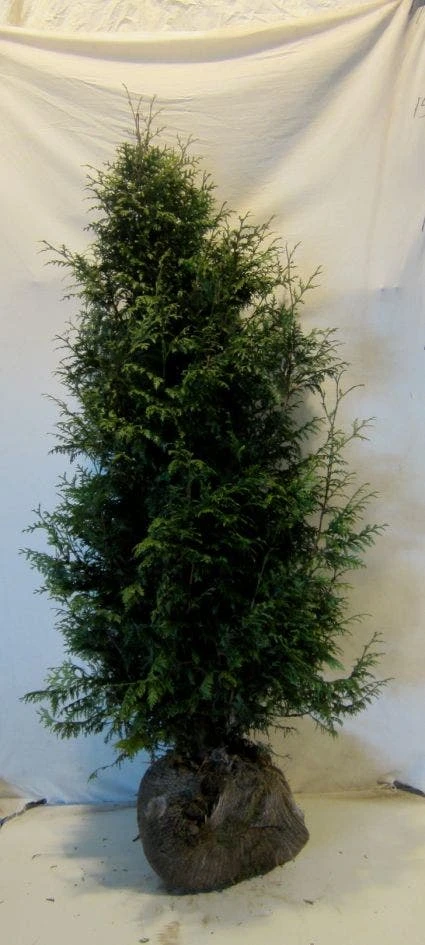 Levensboom (Thuja Plicata 'Gelderland') 4 Levensboom (Thuja Plicata 'Gelderland') - Afbeelding 2