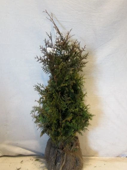 Levensboom (Thuja Plicata 'Gelderland') 3 Levensboom (Thuja Plicata 'Gelderland')
