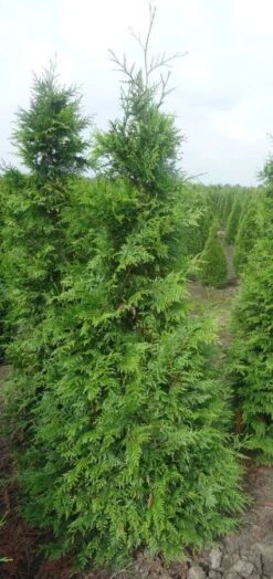 Reuzenlevensboom (Thuja Plicata 'Excelsa')