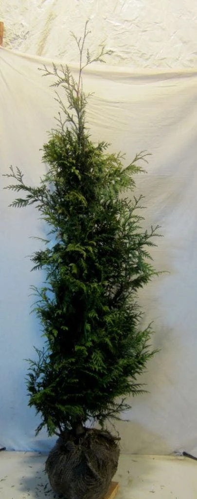 Reuzenlevensboom (Thuja Plicata 'Excelsa') 4 Reuzenlevensboom (Thuja Plicata 'Excelsa') - Afbeelding 2