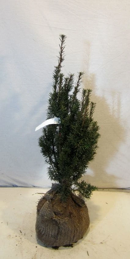 Taxus (Taxus Media 'Hicksii') 9 Taxus (Taxus Media 'Hicksii') - Afbeelding 7