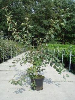 Krentenboom Als Struik (Amelanchier Lamarckii) 14 Krentenboom Als Struik (Amelanchier Lamarckii) -Groene Pracht 20130214100736 13