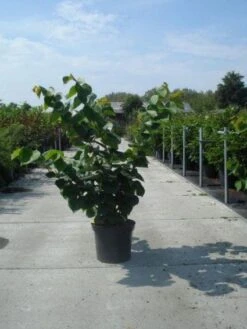 Chinese Judasboom (Cercis Chinensis 'Avondale') 14 Chinese Judasboom (Cercis Chinensis 'Avondale') -Groene Pracht 20130214102822 5