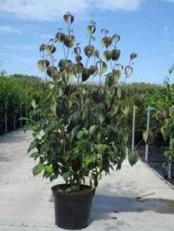 Kornoelje (Cornus Kousa 'China Girl') 27 Kornoelje (Cornus Kousa 'China Girl') -Groene Pracht 20130214104328 8