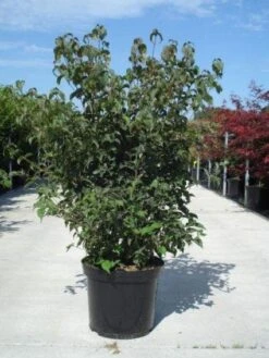 Japanse Kornoelje (Cornus Kousa) 13 Japanse Kornoelje (Cornus Kousa) -Groene Pracht 20130214105009 24 12 12