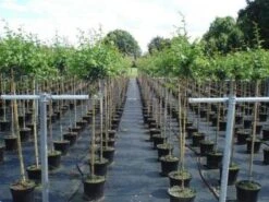 Rode Meidoorn (Crataegus Laevigata 'Paul's Scarlet') -Groene Pracht 20130214111754 14