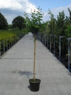 Rode Meidoorn (Crataegus Laevigata 'Paul's Scarlet') -Groene Pracht 20130214111804 14