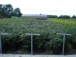 Kardinaalshoed (Euonymus Alatus 'Compactus') -Groene Pracht 20130214112611 12