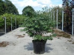 Kardinaalshoed (Euonymus Alatus 'Compactus') -Groene Pracht 20130214112624 12