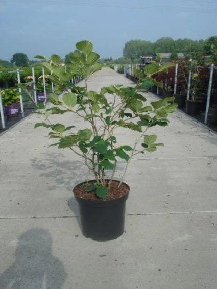 Toverhazelaar (Hamamelis Intermedia 'Diane') 5 Toverhazelaar (Hamamelis Intermedia 'Diane') - Afbeelding 3