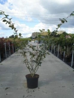 Toverhazelaar (Hamamelis Intermedia 'Jelena') 7 Toverhazelaar (Hamamelis Intermedia 'Jelena') -Groene Pracht 20130214114339 14 7 7