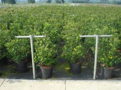 Blauwe Hulst (Ilex Meserveae 'Blue Prince') 7 Blauwe Hulst (Ilex Meserveae 'Blue Prince') - Afbeelding 5