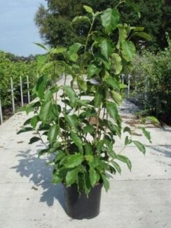 Beverboom (Magnolia Soulangeana) 13 Beverboom (Magnolia Soulangeana) -Groene Pracht 20130214140530 10