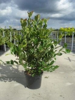 Stermagnolia (Magnolia Stellata) 28 Stermagnolia (Magnolia Stellata) -Groene Pracht 20130214142333 13