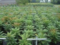 Mahoniestruik (Mahonia Media 'Winter Sun') 12 Mahoniestruik (Mahonia Media 'Winter Sun') -Groene Pracht 20130214142529 11