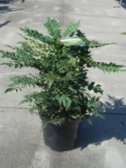 Mahoniestruik (Mahonia Media 'Winter Sun') 16 Mahoniestruik (Mahonia Media 'Winter Sun') -Groene Pracht 20130214142545 11