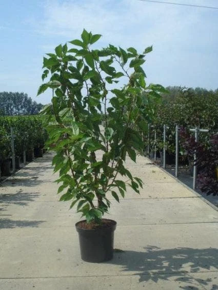 Sierkers, Struikvorm (Prunus Serrulata 'Kanzan') 4 Sierkers, Struikvorm (Prunus Serrulata 'Kanzan') - Afbeelding 2