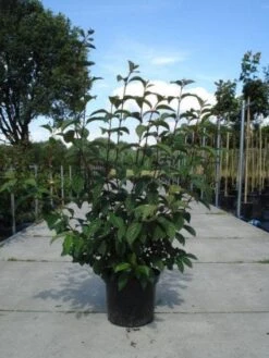 Sneeuwbal (Viburnum Bodnantense 'Dawn') 15 Sneeuwbal (Viburnum Bodnantense 'Dawn') -Groene Pracht 20130215094907 35 7