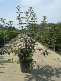 Sneeuwbal (Viburnum Bodnantense 'Charles Lamont') 13 Sneeuwbal (Viburnum Bodnantense 'Charles Lamont') -Groene Pracht 20130215095158 4