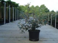 Sneeuwbal (Viburnum Bodnantense 'Dawn') 16 Sneeuwbal (Viburnum Bodnantense 'Dawn') -Groene Pracht 20130215100739 1