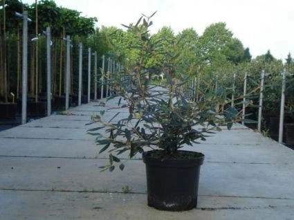 Sneeuwbal (Viburnum Bodnantense 'Dawn') 9 Sneeuwbal (Viburnum Bodnantense 'Dawn') - Afbeelding 7