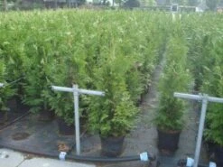 Reuzenlevensboom (Thuja Plicata 'Excelsa') 15 Reuzenlevensboom (Thuja Plicata 'Excelsa') -Groene Pracht 20130215102918 9 1