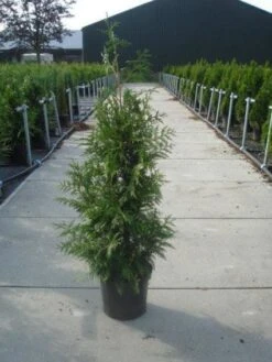 Reuzenlevensboom (Thuja Plicata 'Excelsa') 16 Reuzenlevensboom (Thuja Plicata 'Excelsa') -Groene Pracht 20130215102927 9 1