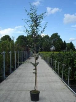 Rode Meidoorn (Crataegus Laevigata 'Paul's Scarlet') -Groene Pracht 20130215114625 14