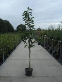 Beverboom (Magnolia Kobus) -Groene Pracht 20130215115339 7