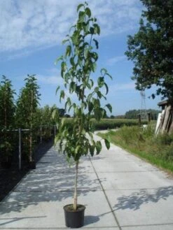 Beverboom (Magnolia Kobus) -Groene Pracht 20130215115408 19