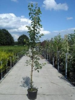 Chinese Sierpeer (Pyrus Calleryana 'Chanticleer') 16 Chinese Sierpeer (Pyrus Calleryana 'Chanticleer') -Groene Pracht 20130215115633 19