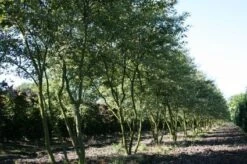 Krentenboom Als Struik (Amelanchier Lamarckii) 19 Krentenboom Als Struik (Amelanchier Lamarckii) -Groene Pracht 20130315104532 13