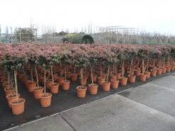 Sneeuwbal Op Stam (Viburnum Tinus 'Eve Price') 18 Sneeuwbal Op Stam (Viburnum Tinus 'Eve Price') -Groene Pracht 20130316135155 4