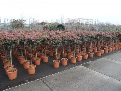 Sneeuwbal Op Stam (Viburnum Tinus 'Eve Price') 7 Sneeuwbal Op Stam (Viburnum Tinus 'Eve Price') - Afbeelding 5