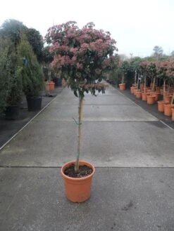 Sneeuwbal Op Stam (Viburnum Tinus 'Eve Price') 17 Sneeuwbal Op Stam (Viburnum Tinus 'Eve Price') -Groene Pracht 20130316135206 4