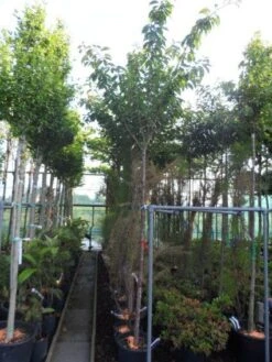 Japanse Sierkers (Prunus Serrulata 'Kanzan') 14 Japanse Sierkers (Prunus Serrulata 'Kanzan') -Groene Pracht 20130703100803 16