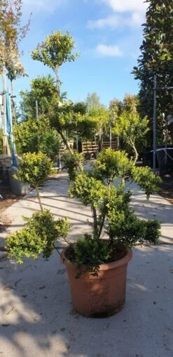 Japanse Hulst Als Bonsai (Ilex Crenata 'Kinme') -Groene Pracht 20190514 085520 resized