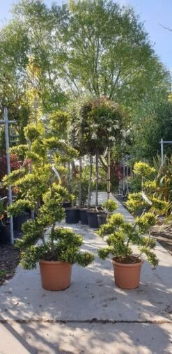 Japanse Hulst Als Bonsai (Ilex Crenata 'Kinme') -Groene Pracht 20190514 085634 resized