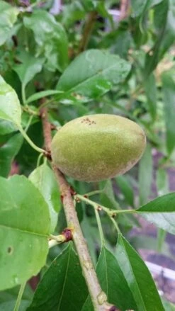 Amandelboom (Prunus Dulcis) 16 Amandelboom (Prunus Dulcis) -Groene Pracht 20190712 153121 1