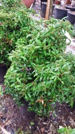 Vuurdoorn Als Bol (Pyracantha 'Navaho') 13 Vuurdoorn Als Bol (Pyracantha 'Navaho') -Groene Pracht 20190712 153414