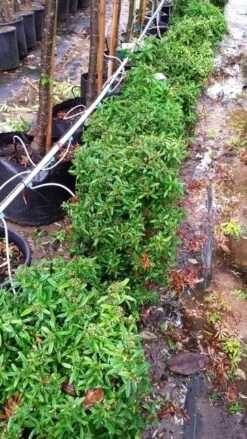 Vuurdoorn Als Bol (Pyracantha 'Navaho') 14 Vuurdoorn Als Bol (Pyracantha 'Navaho') -Groene Pracht 20190712 153510