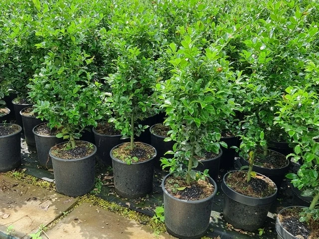 Hulst (Ilex Meserveae 'Heckenfee') 7 Hulst (Ilex Meserveae 'Heckenfee') - Afbeelding 5