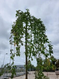 Treursierkers (Prunus Subhirtella 'Pendula Rosea') 9 Treursierkers (Prunus Subhirtella 'Pendula Rosea') -Groene Pracht 20221003 124006