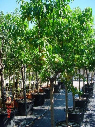 Perzikboom (Prunus Persica) 5 Perzikboom (Prunus Persica) - Afbeelding 3