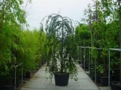 Japanse Treursierkers (Prunus 'Snow Fountain') 8 Japanse Treursierkers (Prunus 'Snow Fountain') -Groene Pracht 315prunussnowfountain 1