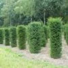Taxus (Taxus Baccata Cilinder) 2 Taxus (Taxus Baccata Cilinder) -Groene Pracht 343taxusbaccatacilinder 1